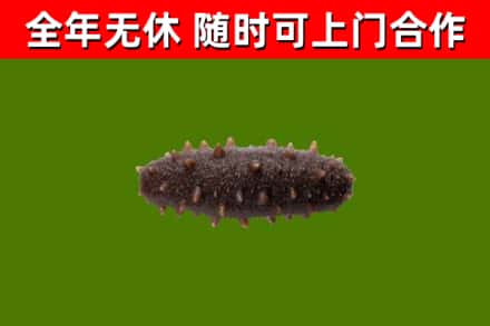 贵阳市烟酒回收干海参.jpg